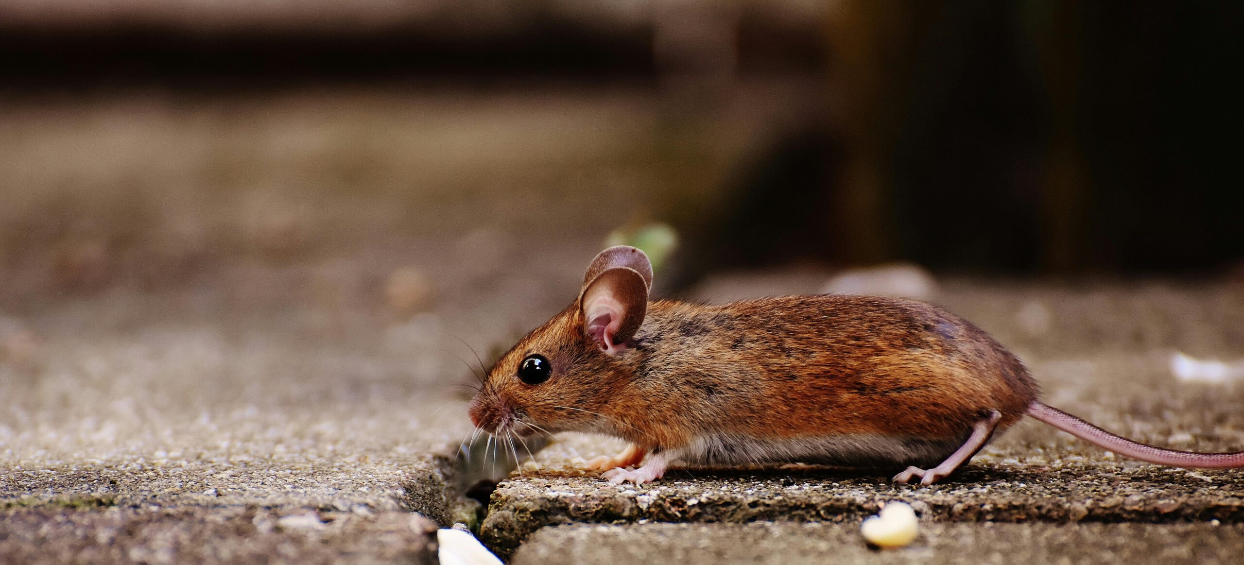 Premier Pest Control Services in Springfield MO