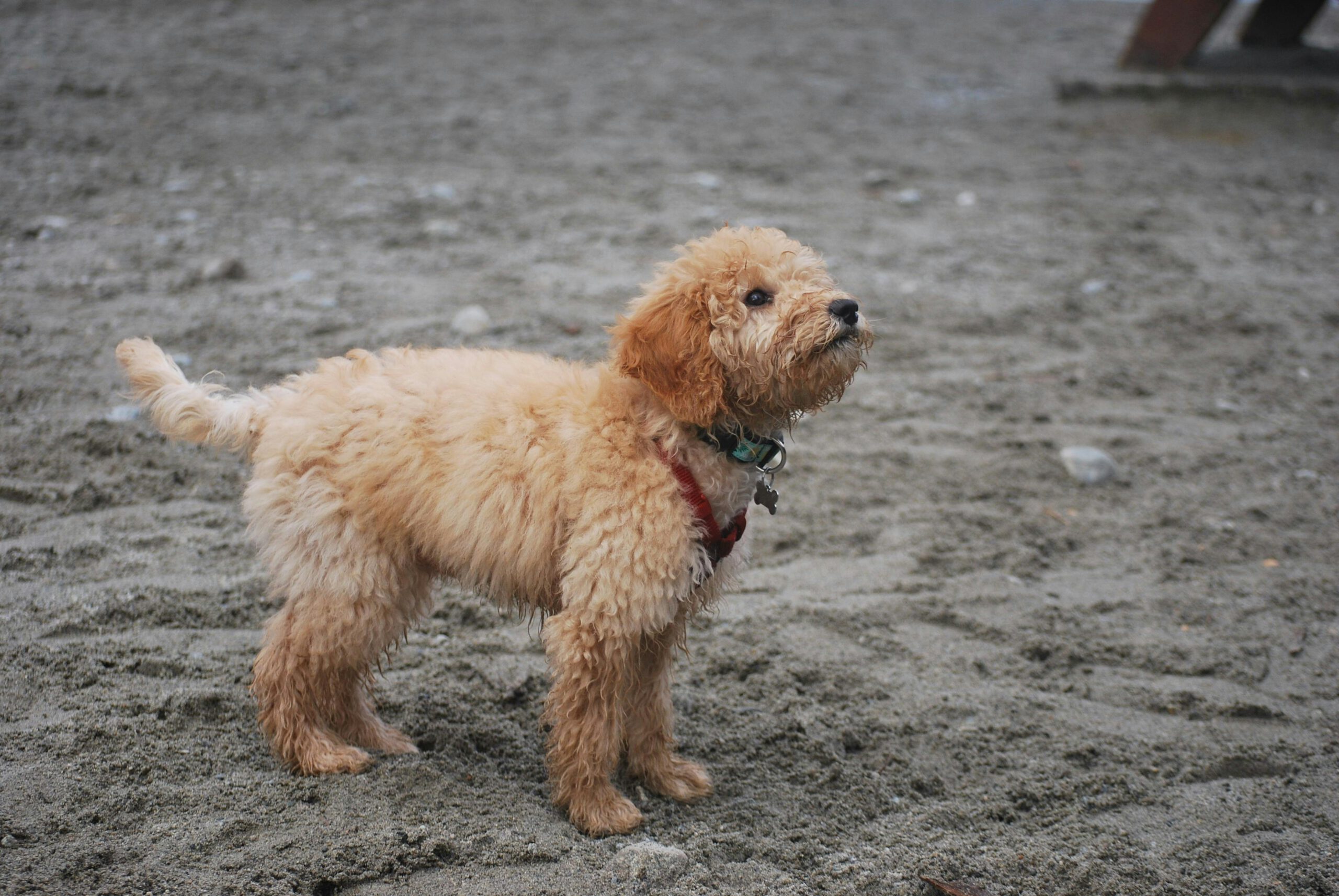 Ohio Goldendoodle Puppies for Sale